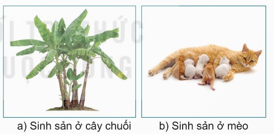 Sinh sản ở một số sinh vật: cây chuối sinh sản vô tính, mèo sinh sản hữu tính