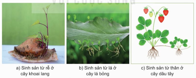 Sinh sản sinh dưỡng ở một số loài thực vật: khoai lang từ rễ, lá bỏng từ lá, dâu tây từ thân
