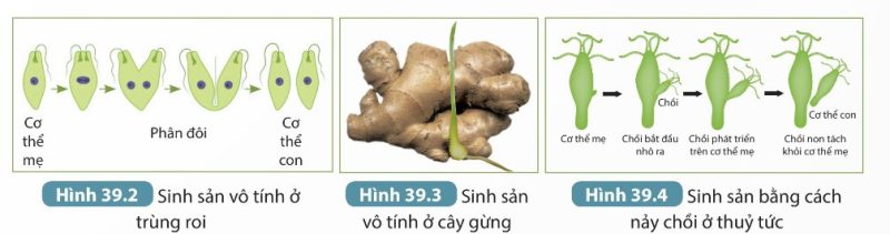 Sinh sản vô tính