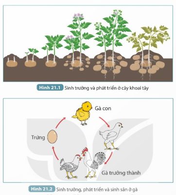 Sinh trưởng và phát triển ở cây khoai tây