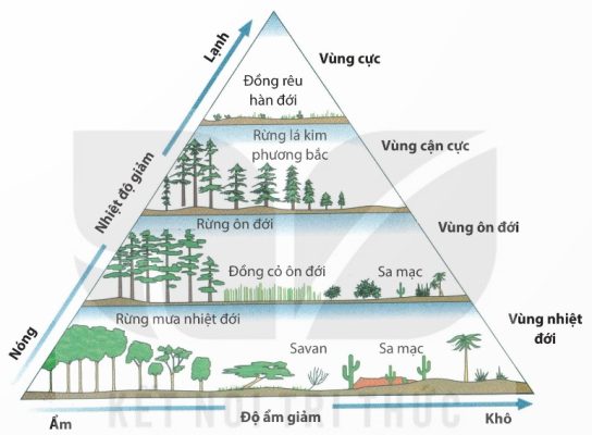 Sơ đồ các khu sinh học trên cạn theo vĩ độ và độ ẩm