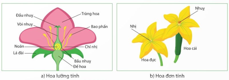 Sơ đồ cấu tạo của hoa lưỡng tính và hoa đơn tính