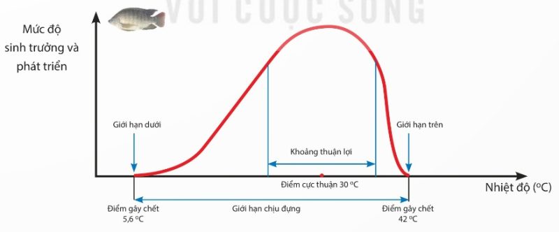 Sơ đồ giới hạn sinh thái về nhiệt độ của cá rô phi