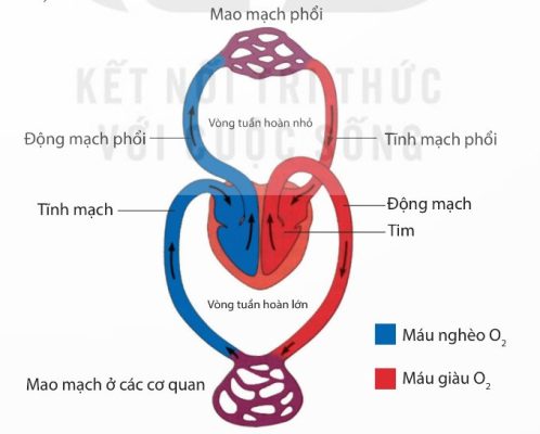 Sơ đồ hai vòng tuần hoàn ở người