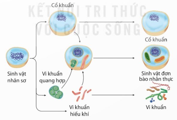 Sơ đồ hình thành sinh vật đơn bào nhân thực (Ảnh Sách KNTT)