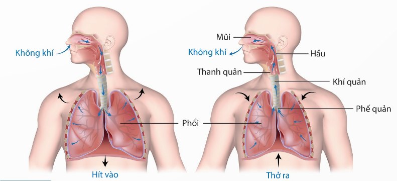 Sơ đồ khái quát đường đi của khí qua các cơ quan của hệ hô hấp ở người