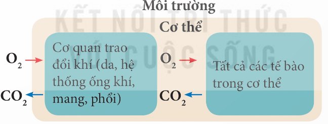 Sơ đồ khái quát quá trình trao đổi khí ở động vật