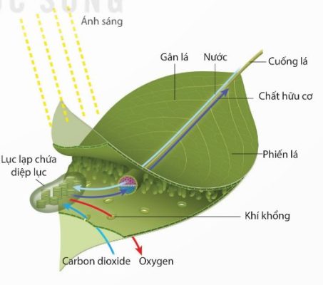 Sơ đồ mô tả vai trò của lá cây với chức năng quang hợp