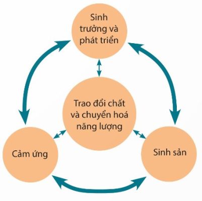 Sơ đồ mối quan hệ giữa các hoạt động sống trong cơ thể