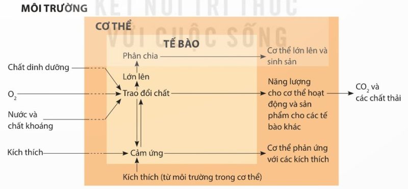 Sơ đồ mối quan hệ giữa tế bào, cơ thể và môi trường