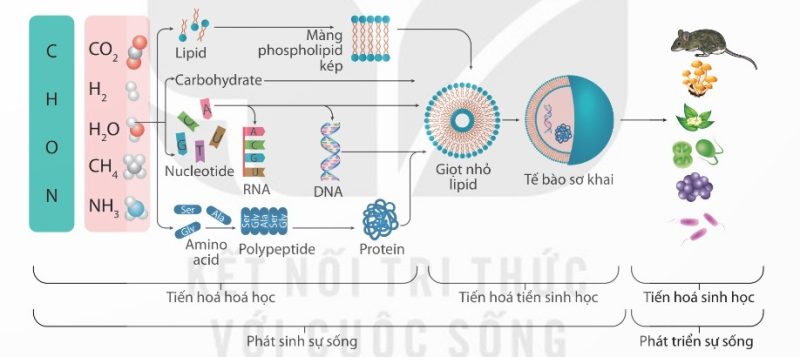 Sơ đồ phát sinh và phát triển sự sống trên Trái Đất