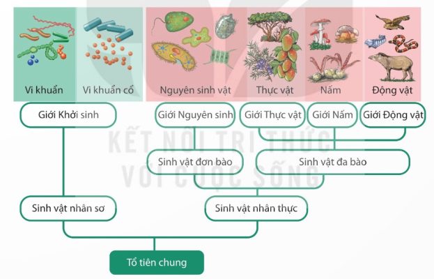 Sơ đồ phát triển của sinh giới