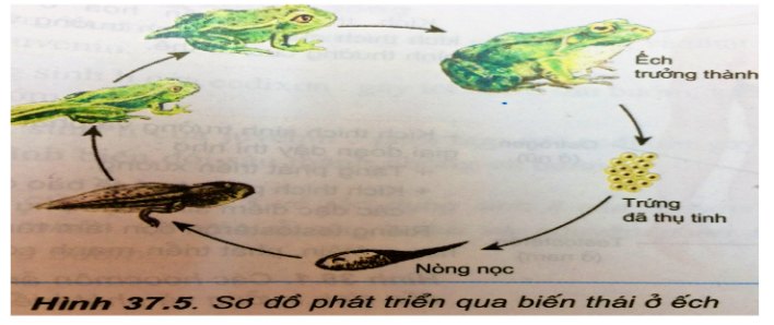 Sơ đồ phát triển qua biến thái ở ếch
