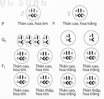 Sơ đồ phép lai hai cặp gene ở đậu hà lan
