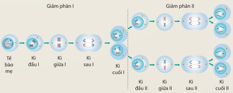 Sơ đồ quá trình giảm phân ở tế bào động vật