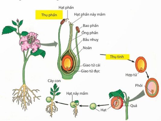 Sơ đồ quá trình sinh sản hữu tính ở thực vật có hoa