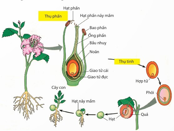 Sơ đồ quá trình sinh sản hữu tính ở thực vật có hoa