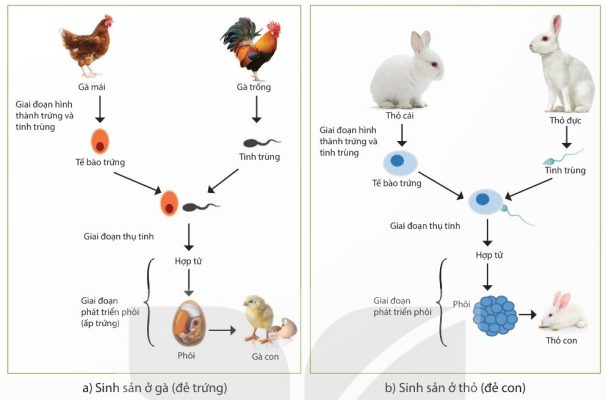 Sơ đồ sinh sản hữu tính ở gà và thỏ