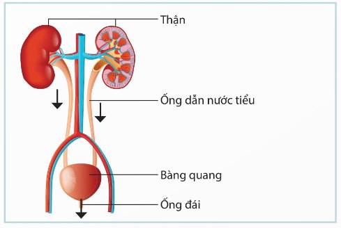 Sơ đồ sự tạo thành nước tiểu và thải nước tiểu ra ngoài ở người