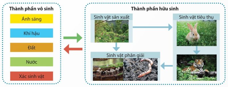Sơ đồ thành phần cấu trúc hệ sinh thái: vô sinh và hữu sinh