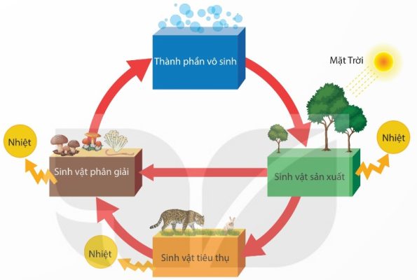 Sơ đồ vòng tuần hoàn các chất và dòng năng lượng trong hệ sinh thái