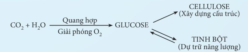 Sự hình thành tinh bột và cellulose ở thực vật