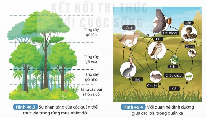 Sự phân tầng thực vật trong rừng mưa nhiệt đới