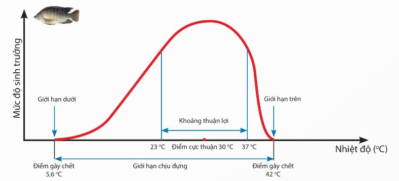 Sự sinh trưởng và phát triển của cá rô phi ở các nhiệt độ khác nhau