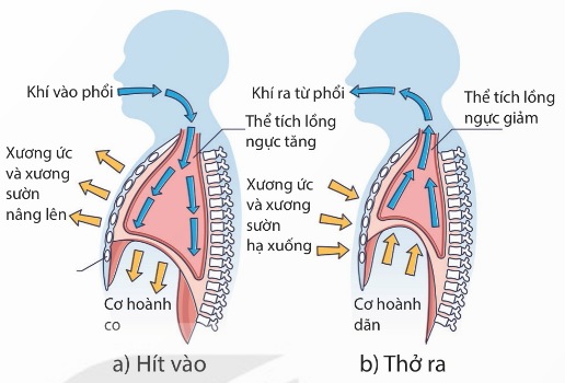 Sự thông khí ở phổi