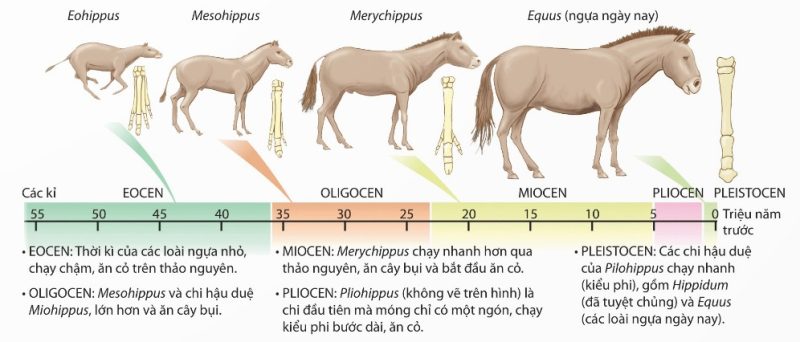 Sự tiến hoá xương chi của ngựa qua thời gian (Ảnh Sách KNTT)