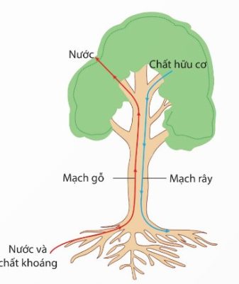 Sự vận chuyển các chất trong cây: mạch gỗ và mạch rây