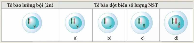 Tế bào bình thường và các tế bào mang đột biến số lượng NST