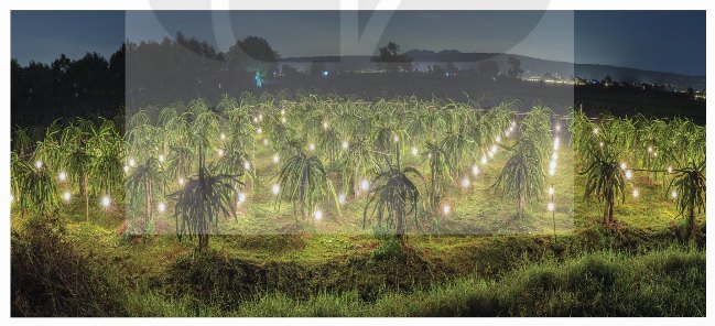 Thắp đèn chiếu sáng để kích thích cây thanh long ra hoa trái vụ