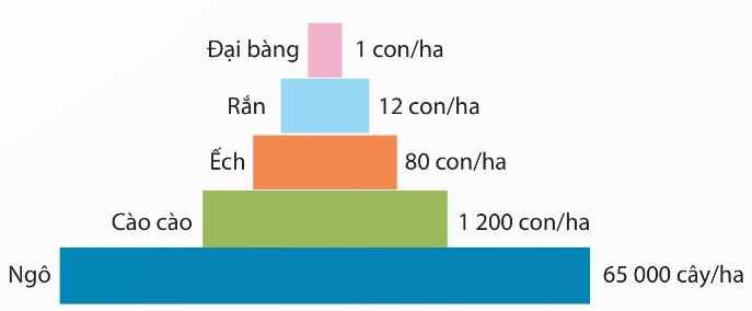 Tháp sinh thái: Ngô 65 000 cây/ha → Cào cào 1 200 con/ha → Ếch 80 con/ha → Rắn 12 con/ha → Đại bàng 1 con/ha