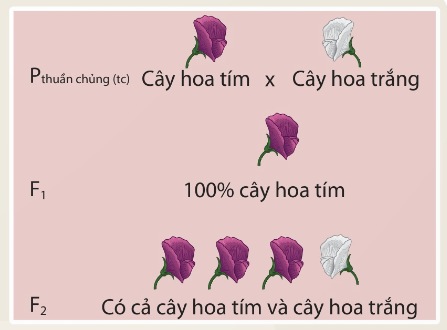 Thí nghiệm của Mendel về tính trạng màu hoa ở đậu hà lan