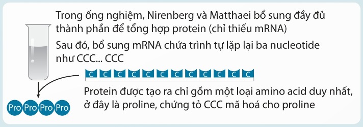 Thí nghiệm giải mã di truyền