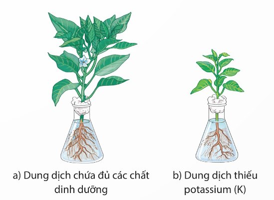 Thí nghiệm trồng cây trong dung dịch thuỷ canh: đủ chất dinh dưỡng và thiếu potassium