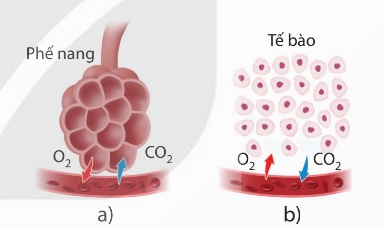Trao đổi khí ở phổi (a) và các tế bào (b)