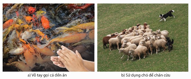 Ứng dụng cảm ứng trong chăn nuôi: vỗ tay gọi cá đến ăn, sử dụng chó chăn cừu