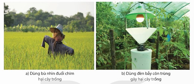 Ứng dụng cảm ứng trong trồng trọt: bù nhìn đuổi chim và đèn bẫy côn trùng