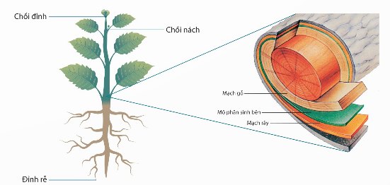 Vị trí các mô phân sinh trên cơ thể thực vật: chồi đỉnh, chồi nách, mô phân sinh bên, đỉnh rễ