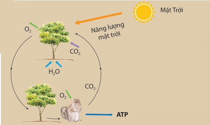 Vòng năng lượng giữa các vật sống (quang hợp – hô hấp – chuỗi thức ăn)