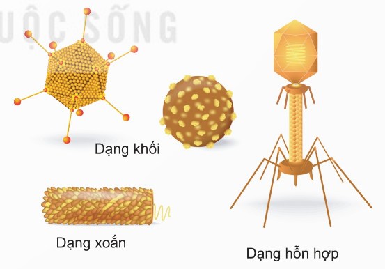 Ba loại hình dạng chính của virus