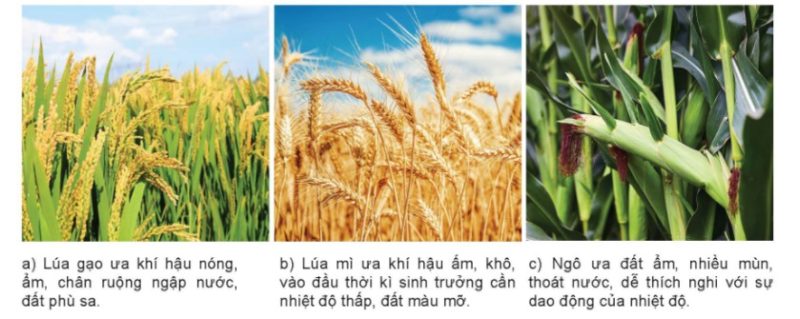 Các cây lương thực chính
