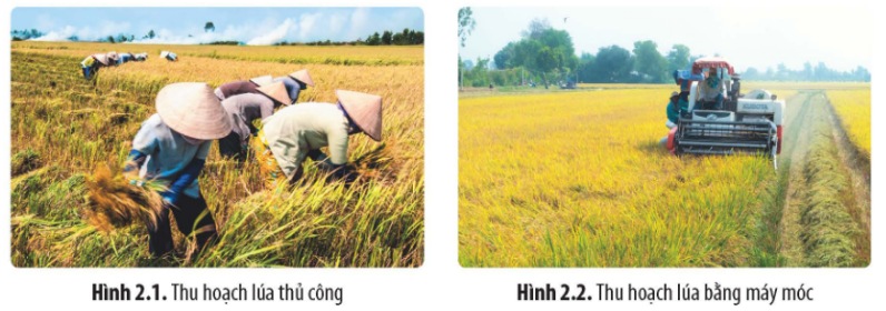 Cách thức thu hoạch lúa nước của người Kinh