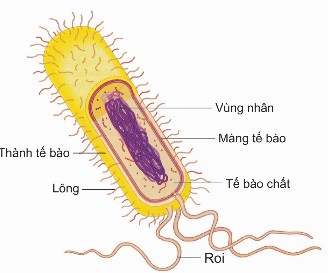 Cấu tạo một vi khuẩn