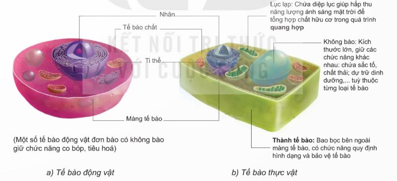 Cấu tạo tế bào động vật và tế bào thực vật