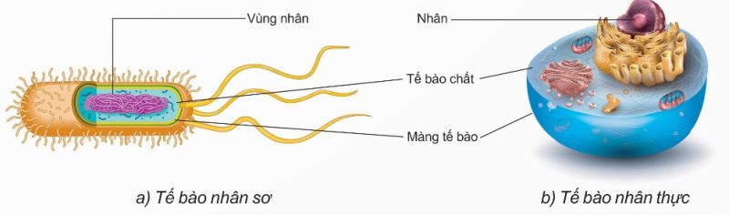Cấu tạo tế bào nhân sơ và tế bào nhân thực
