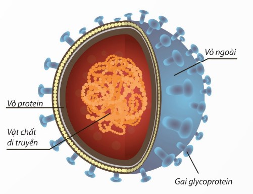 Cấu tạo virus có vỏ ngoài