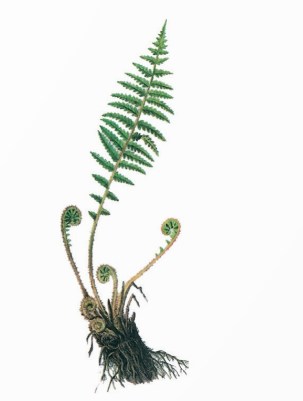 Cây dương xỉ